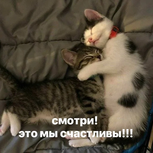 кошка, котики, милые котики, самые милые котики, милые котики смешные