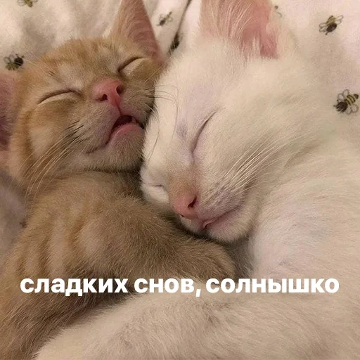 спящий котик, сладких снов, сладких снов солнышко, сладких снов солнышко котиком, милые котики обнимаются пикчи