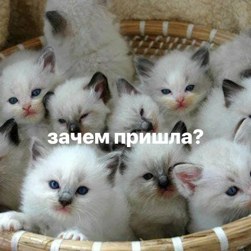kätzchen, ein haufen kätzchen, süße katzen, es gibt viele kätzchen, viele süße katzen