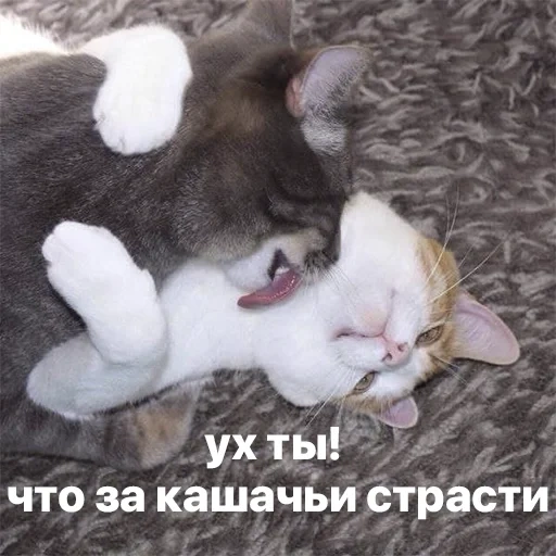 кот, кошка, кошка кот, коты целуются, кот обнимает зайца