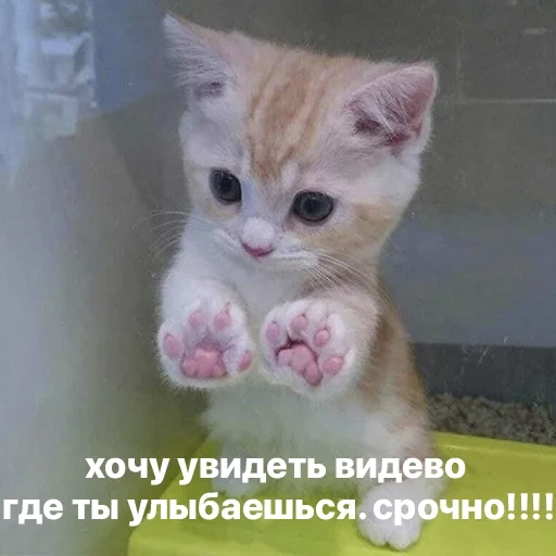 cat, cute cats, cute kittens, cats 512x512, cute cats are funny