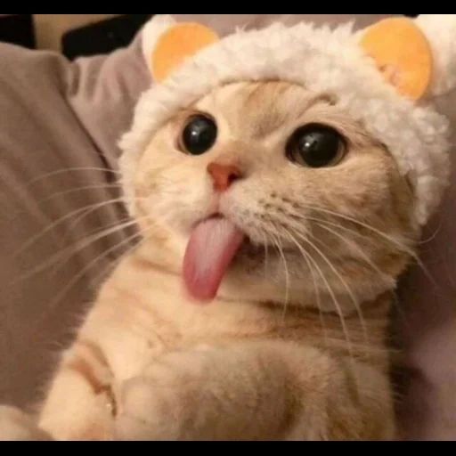 le foche, gatto carino, un bel sigillo, cappello gatto carino, gatto carino è divertente