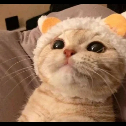 gatto di mol, un gatto meme, un bel sigillo, gatto carino, i sigilli sono molto carini