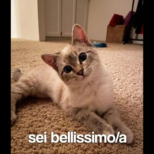 gato, gato, un gato, el gato es como una simpatía, meme de gato abisinio