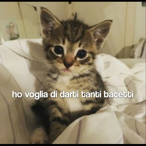 gatto, gatto, gattino, gli animali, animali carini