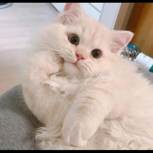 der kater, der kadaver ist eine katze, weiße katze, süße katzen, flauschige kätzchen