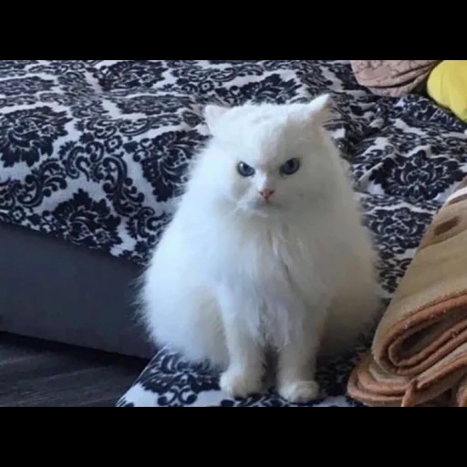 gato, gato, gato branco, gato persa, gato peludo branco