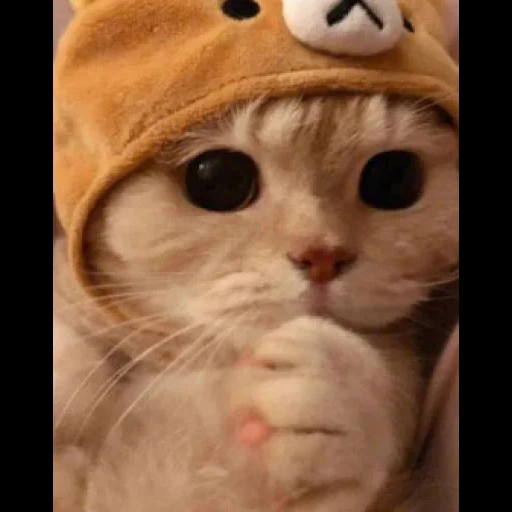 cats, cute cats, nyashny cats, kitty hat, a cute cat hat