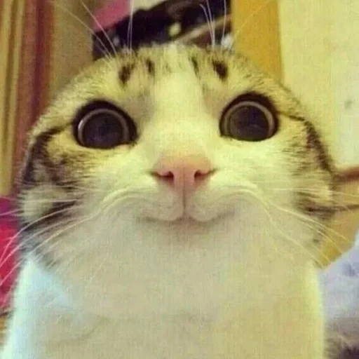 un gatto meme, moe di gatto carino, gatto sorridente, gatto di contentezza meme, moe di gatto sorridente