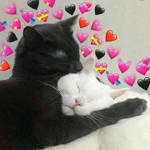 bicky love, falcões fofos, selo de coração, coração de gato piggy, gato de coração fofo