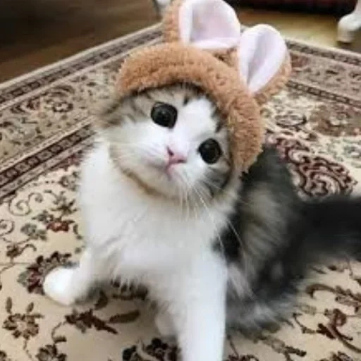 кошки милые, милые котики, милый котик шапочке, милые котики смешные, миленький котик шапочке