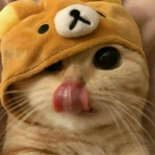 cat, cute cats, kitty hat, a cat's catfish is a duck, cute cats are funny