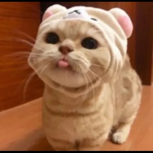cat, cats, the cat is funny, cute cats, the cat is funny
