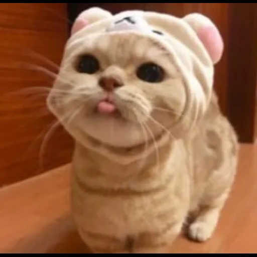 kucing, kucing, kucing itu lucu, kucing lucu, kucing itu lucu