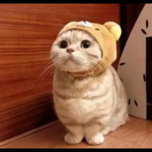 kucing lucu, kucing itu lucu, kucing lucu, kucing itu lucu, kucing lucu lucu