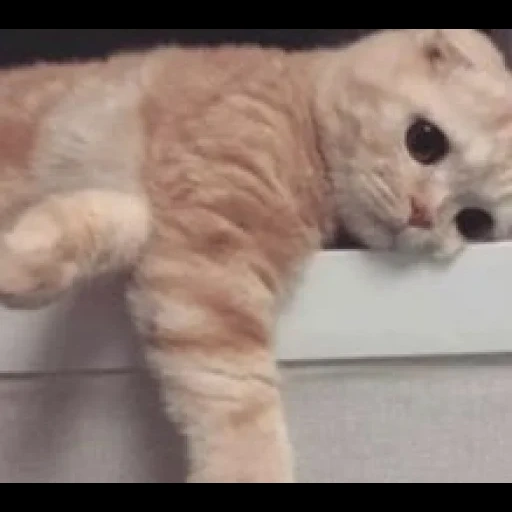 cat, cute cats, failed cat, the cats are funny, cute cats are funny