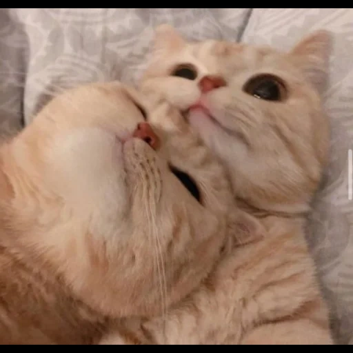 charmant phoque, le chat préféré, les animaux sont mignons, chaton charmant, photos de phoques mignons