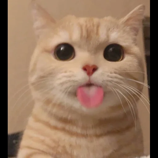 cats, odaries à fourrure, meme chat mignon, les mèmes de chat sont mignons, drôle et mignon phoque