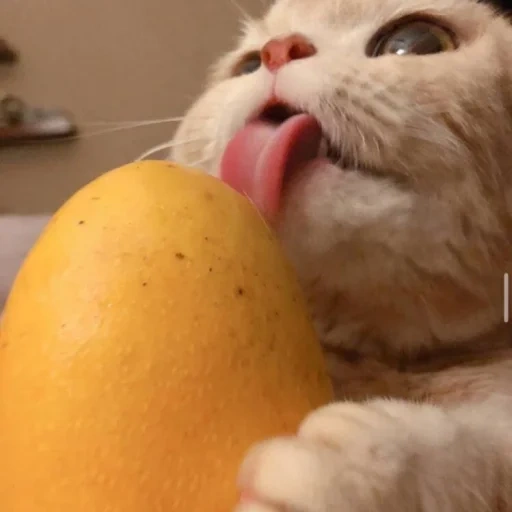 кошка, кот смешной, котики смешные, кот мандаринами, смешные животные