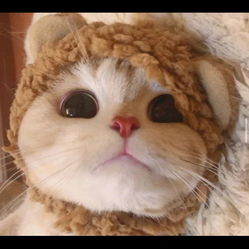 cats, cute cats, kitty hat, the animal is sweet, cute cats are funny