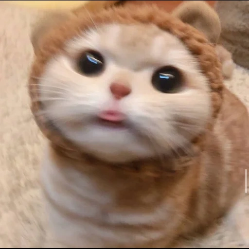 gatto, un bel sigillo, gatto divertente, sally weibo cat, divertente sigillo carino