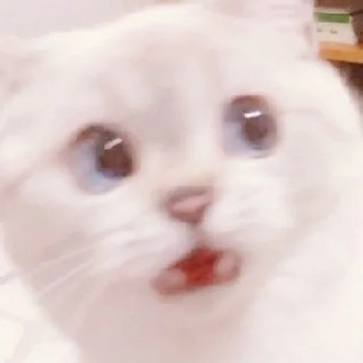 mème de minou, un chat mémorable, chats mignons, cher cat meme, mème de chat blanc