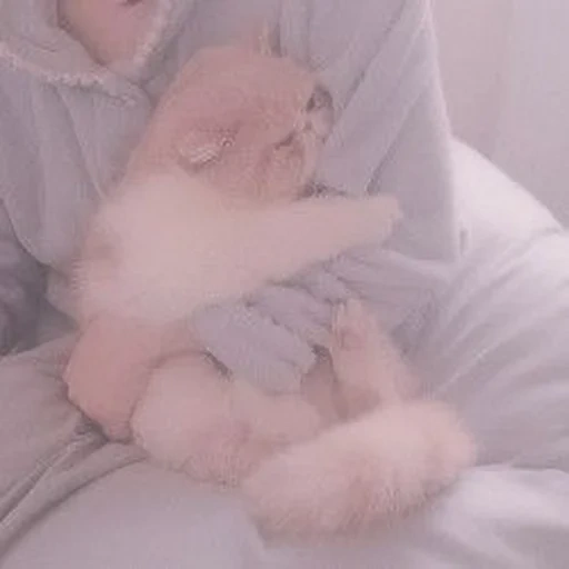 cute cats, cats aesthetics, cute cats aesthetics, charming kittens, pastel cats aesthetics