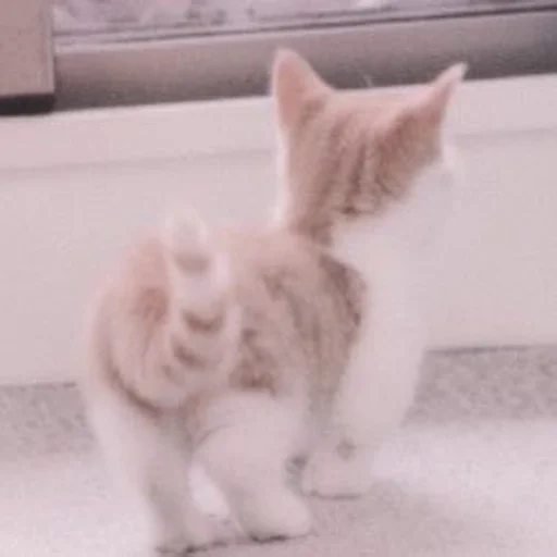 gato, gato, gatinho, gato fofo, munchkin cat