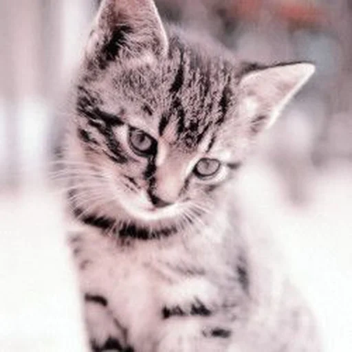 кошка, кошки, кошечка, серый котенок, котенок полосатый