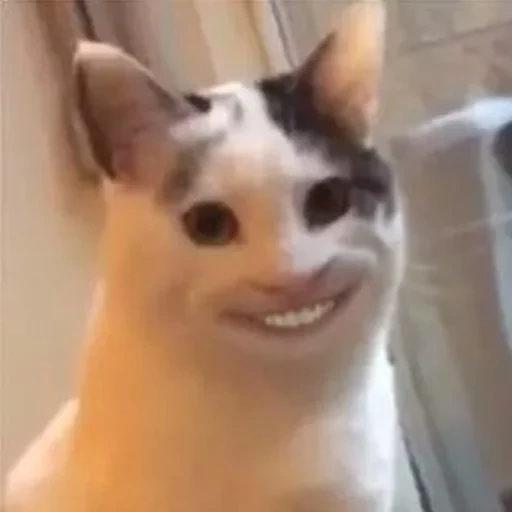 meme cat smiles, cat from meme, cat with a human smile, cat, funny animals