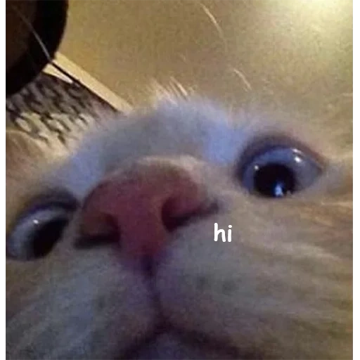 memes with cats, cat meme, front front, cat, cat