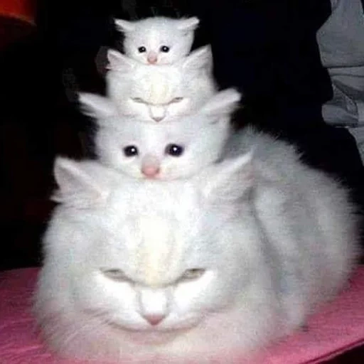 angora cat, fluffy white cat, fluffy kittens, cat, kittens funny