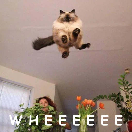 gato voador, gato, 5 minutos de vôo normal, gato, gato engraçado