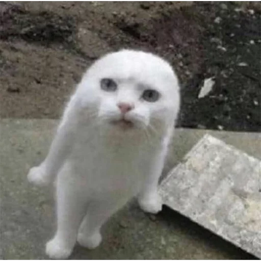 white vysloukhi cat, cat bianco superiore, cat, cat scottish, cat without ears