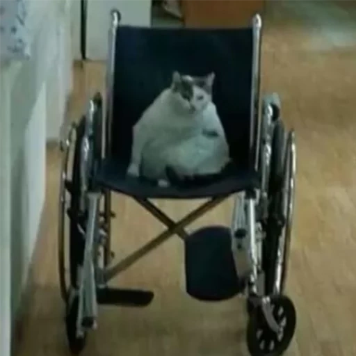 un chat sur un fauteuil roulant, cat en fauteuil roulant, handicap, cats handicapés, cat dans un mème de poussette