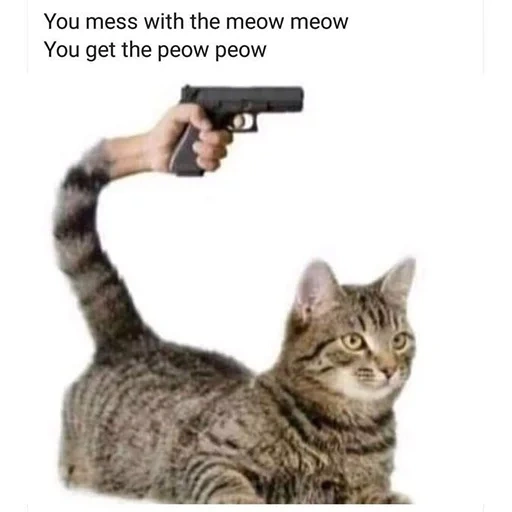 cats memes with pistols, cat, cat with pistols, cat, cat meme