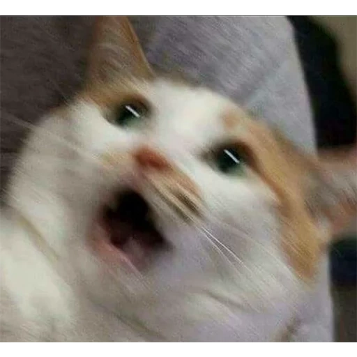 испуганный кот мем, кот мем, мемы, screaming cat, смешные кошки