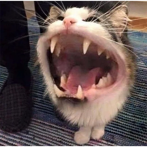 the cat opens the mouth, screaming cat, frantic cat, screaming cat, cat