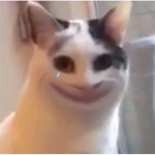 улыбающийся кот мем, улыбающаяся кошка, кот мем, животные милые, polite cat