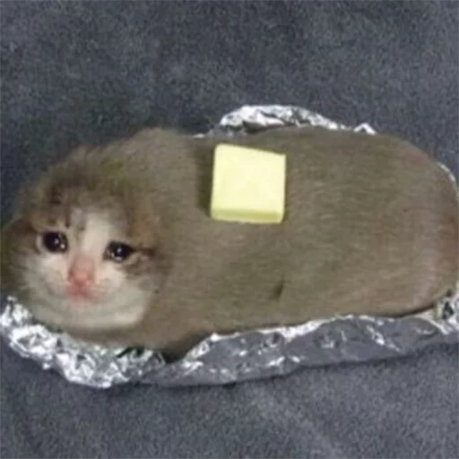 crying cats memes, enter a request, jokes cats, crying cats, crying cat bread