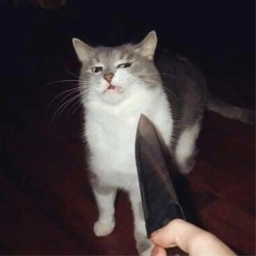gato com uma faca, gato com um meme de faca, gato, com um meme de faca, meme de gato