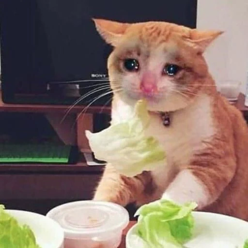 nifkusna and sad, is sad but tasty cat, cat, funny animals, cats