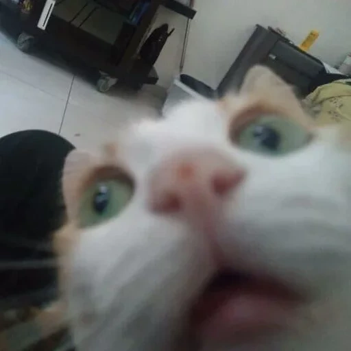 kucing, kucing, selfie kucing, selfie, kucing di webcam