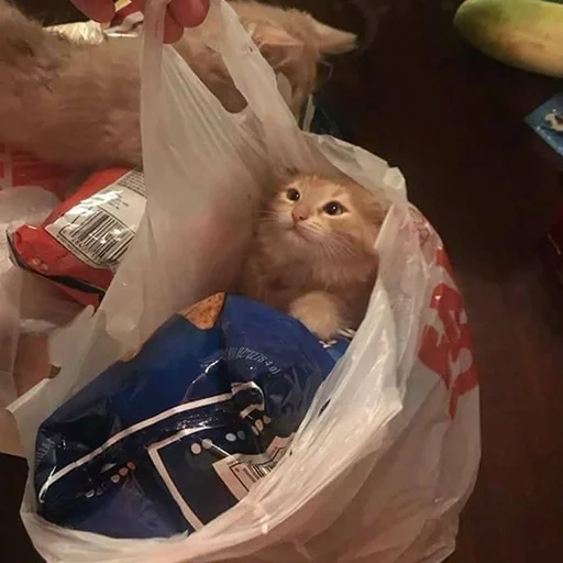 kucing dalam paket, kucing, kucing, meme kucing, kucing hewan