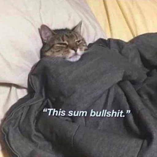 gatto nella coperta, gatto avvolto in un meme coperta, gatto, cat grazioso nella coperta, kot