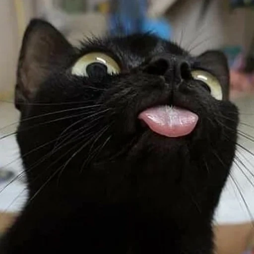 monóxido de carbono de gato preto, kits engraçados, gato engraçado, gato, gato preto engraçado