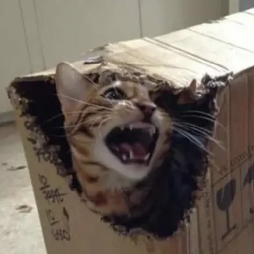 кот в коробке, кот шредингера, кот и коробка, злой кот в коробке, кошка в коробке