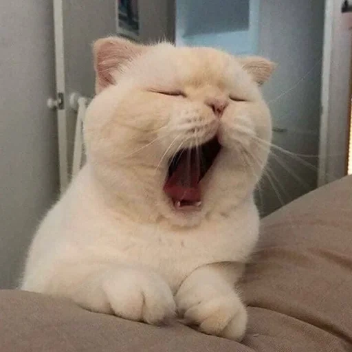 милые котики смешные, зевающие котики, белый кот зевает, кот, кошка