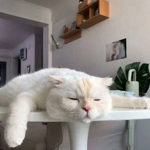 кот сонный, спящий котик, кот, котик, кот смешной