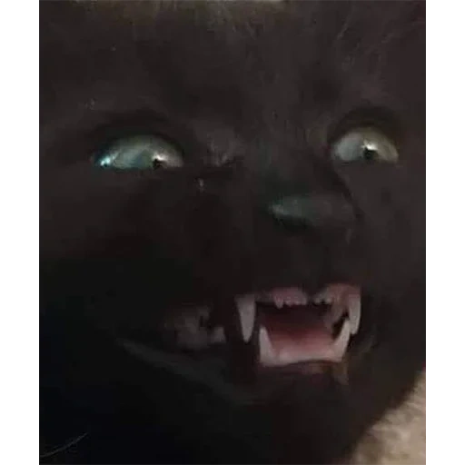 ultrazhombu v2, black cat, guardia notturna, cat, cat nero con lingua